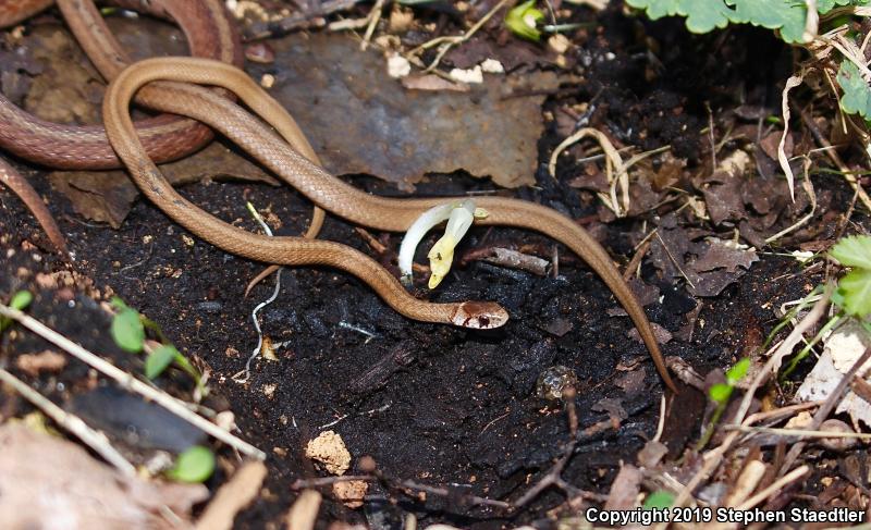 Northern Brownsnake (Storeria dekayi dekayi)