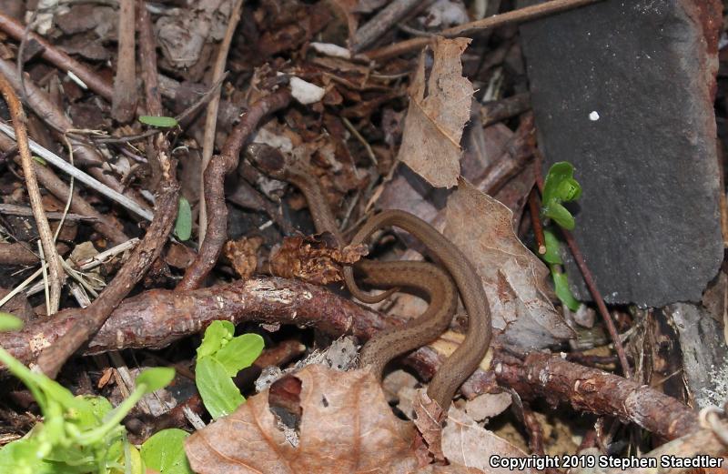 Northern Brownsnake (Storeria dekayi dekayi)