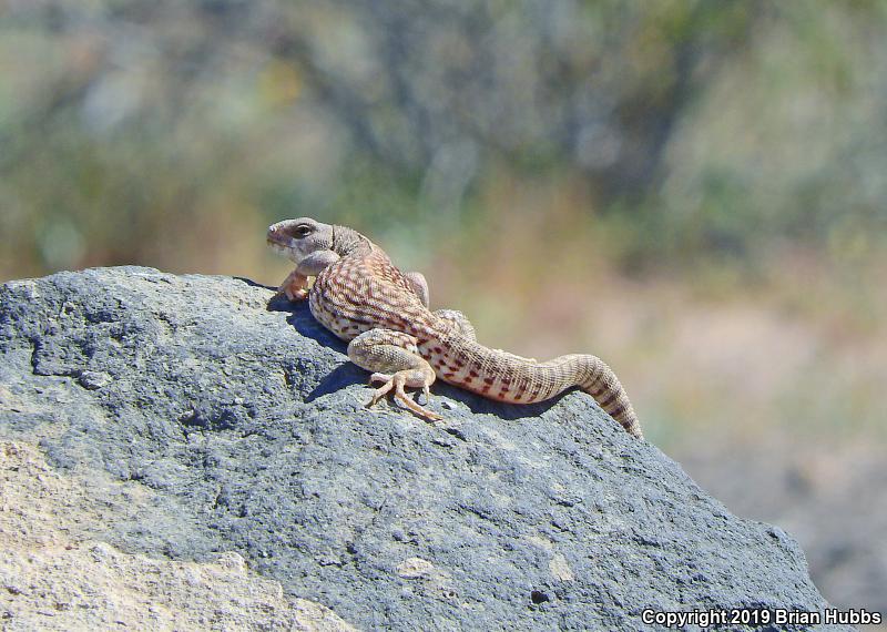 Northern Desert Iguana (Dipsosaurus dorsalis dorsalis)