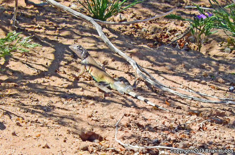 Common Zebra-tailed Lizard (Callisaurus draconoides draconoides)