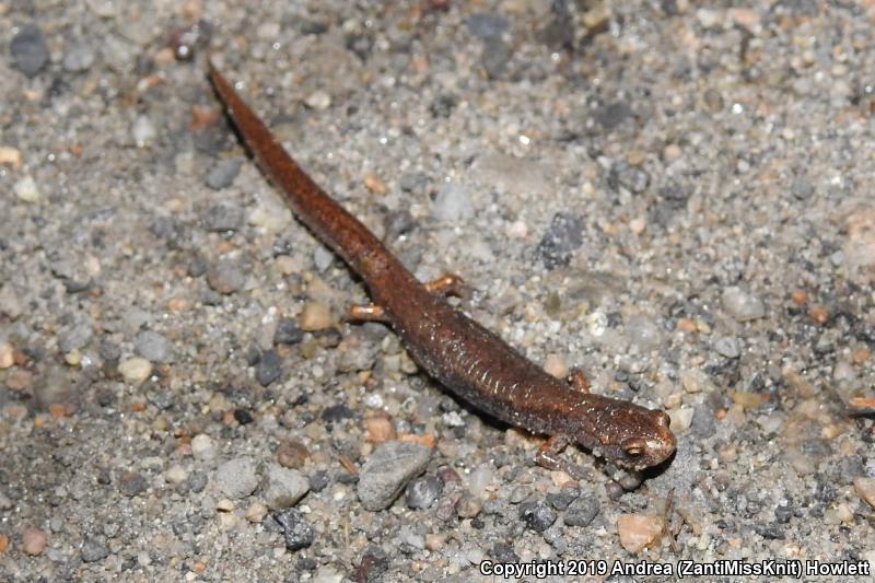 Four-toed Salamander (Hemidactylium scutatum)