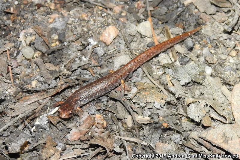 Four-toed Salamander (Hemidactylium scutatum)