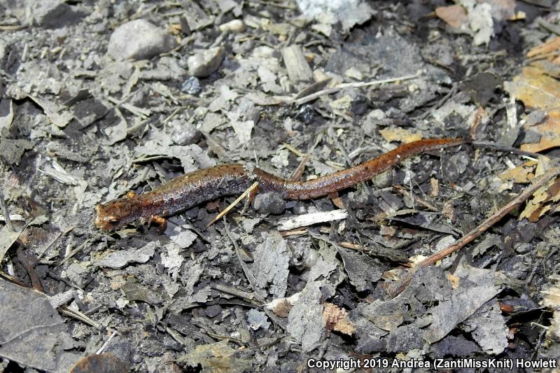 Four-toed Salamander (Hemidactylium scutatum)