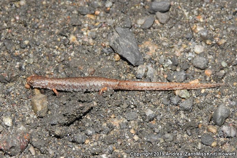 Four-toed Salamander (Hemidactylium scutatum)