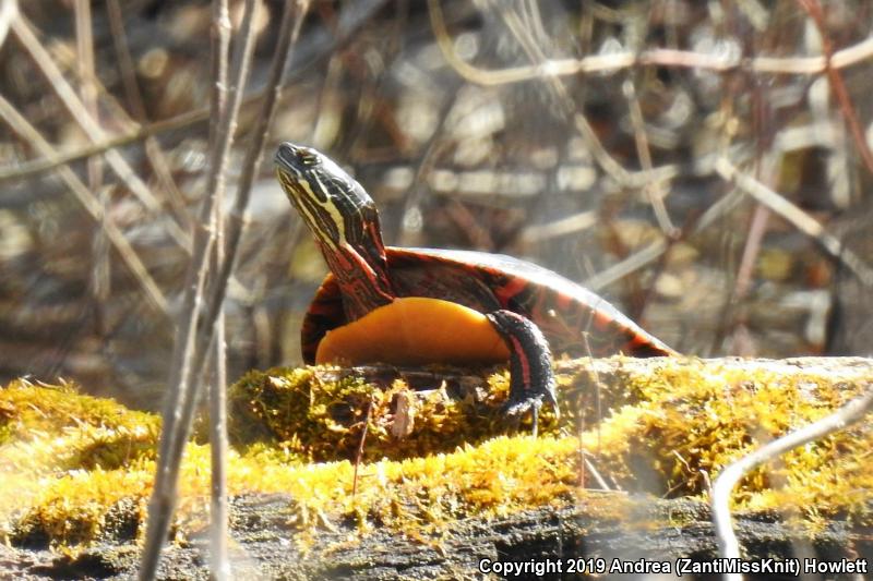 Eastern Painted Turtle (Chrysemys picta picta)