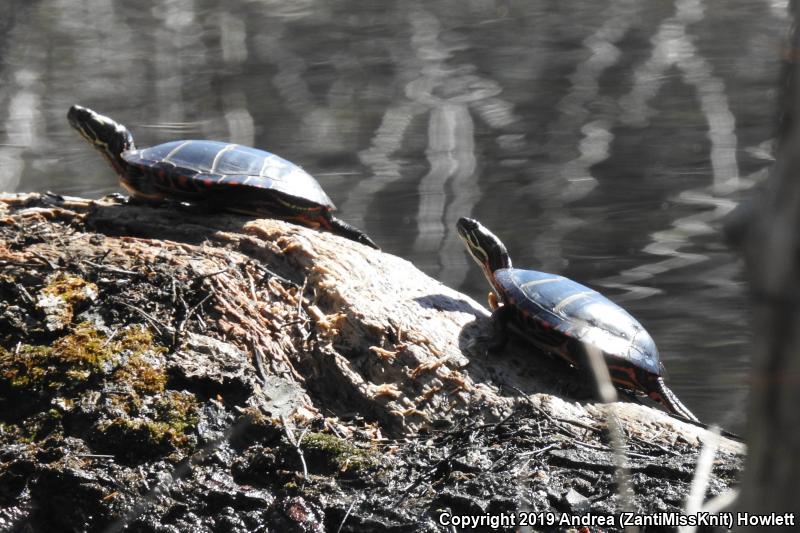 Eastern Painted Turtle (Chrysemys picta picta)