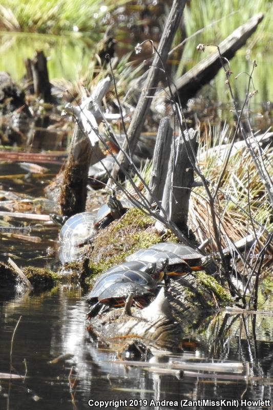 Eastern Painted Turtle (Chrysemys picta picta)