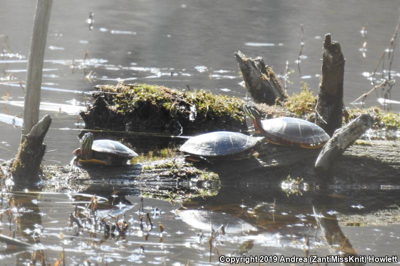 Eastern Painted Turtle (Chrysemys picta picta)