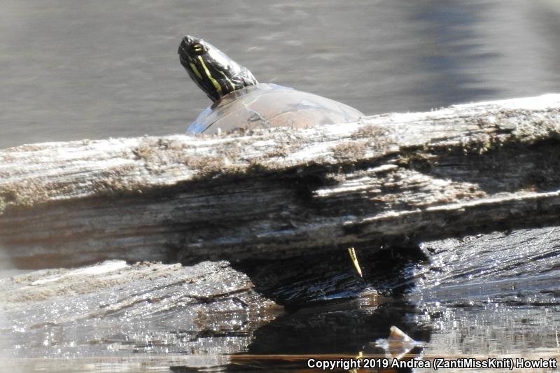 Eastern Painted Turtle (Chrysemys picta picta)