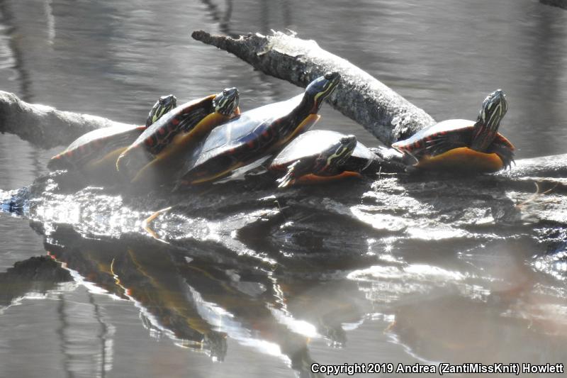 Eastern Painted Turtle (Chrysemys picta picta)