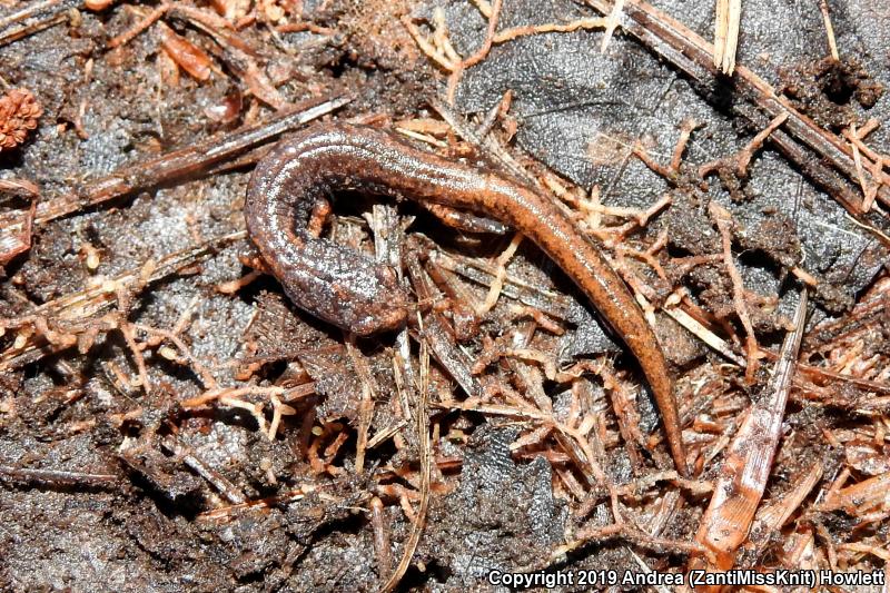 Four-toed Salamander (Hemidactylium scutatum)