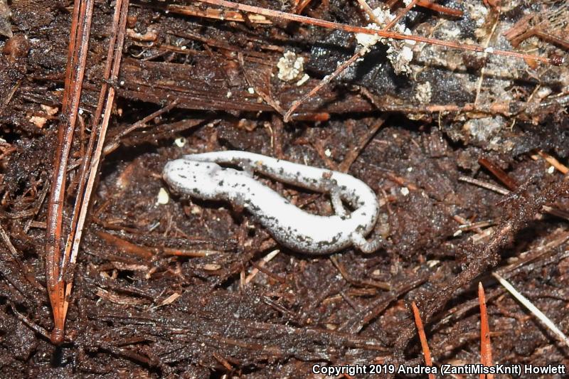 Four-toed Salamander (Hemidactylium scutatum)