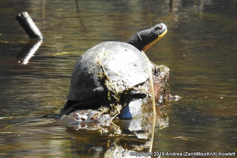 Blanding's Turtle (Emydoidea blandingii)