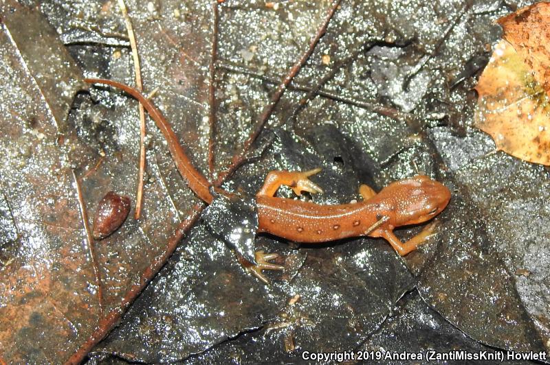 Red-Spotted Newt (Notophthalmus viridescens viridescens)