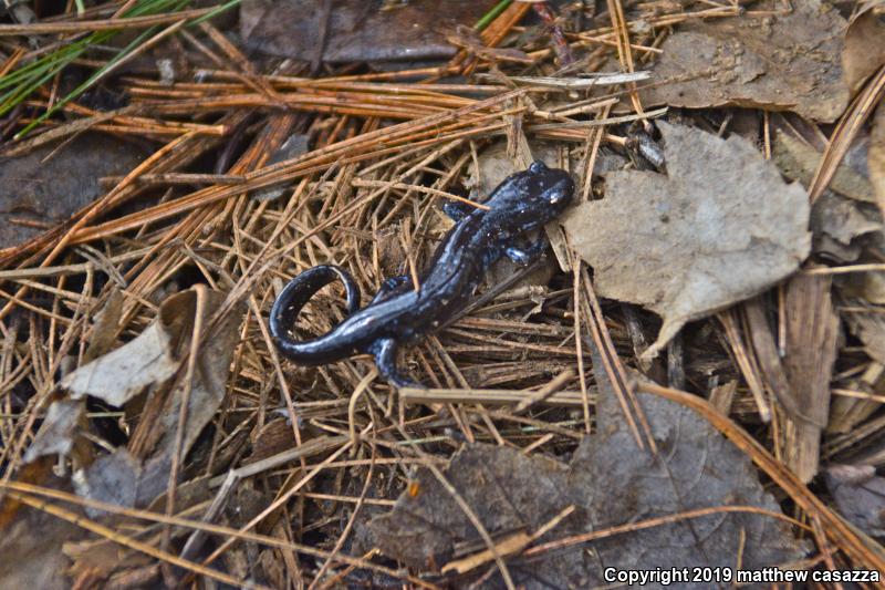 Blue-spotted Salamander (Ambystoma laterale)