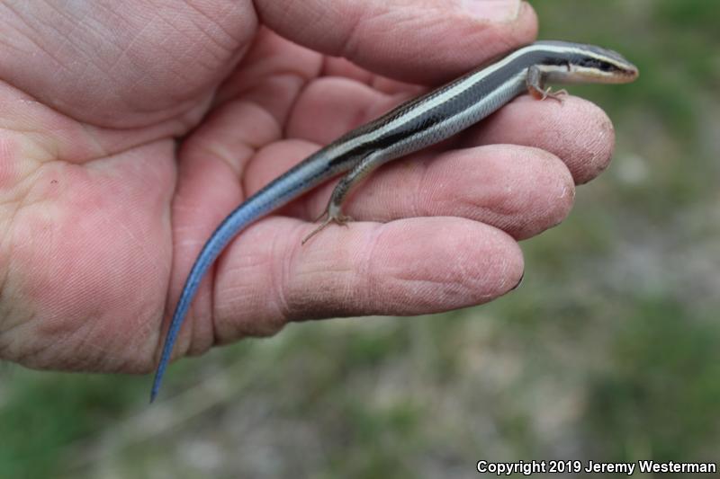 Great Basin Skink (Plestiodon skiltonianus utahensis)