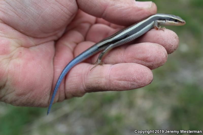 Great Basin Skink (Plestiodon skiltonianus utahensis)