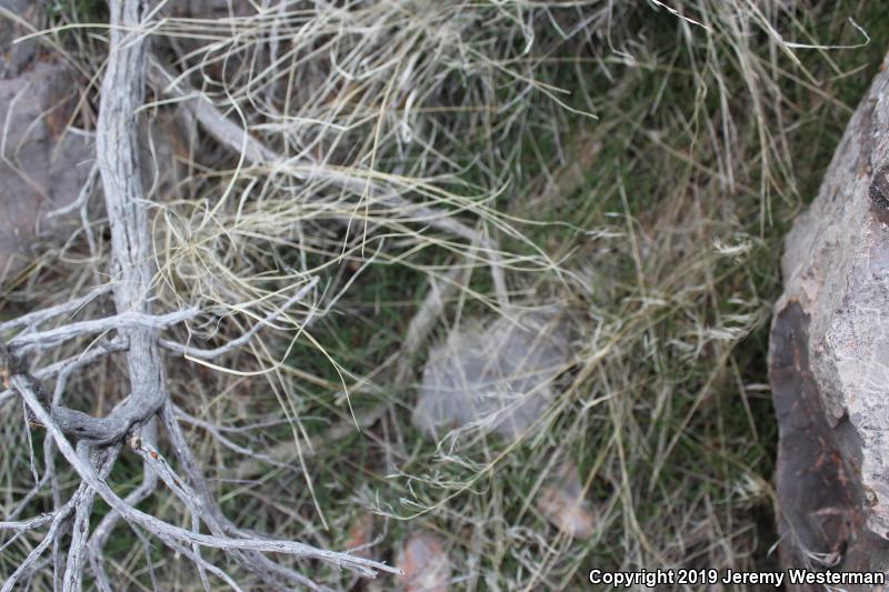 Desert Striped Whipsnake (Coluber taeniatus taeniatus)