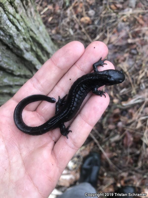 Small-mouthed Salamander (Ambystoma texanum)