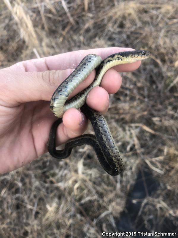 Chicago Gartersnake (Thamnophis sirtalis semifasciatus)