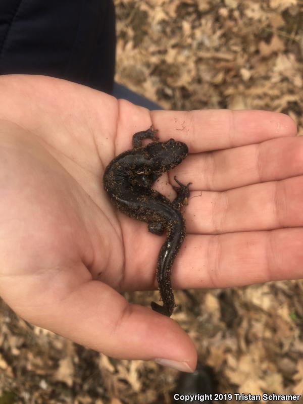 Blue-spotted Salamander (Ambystoma laterale)