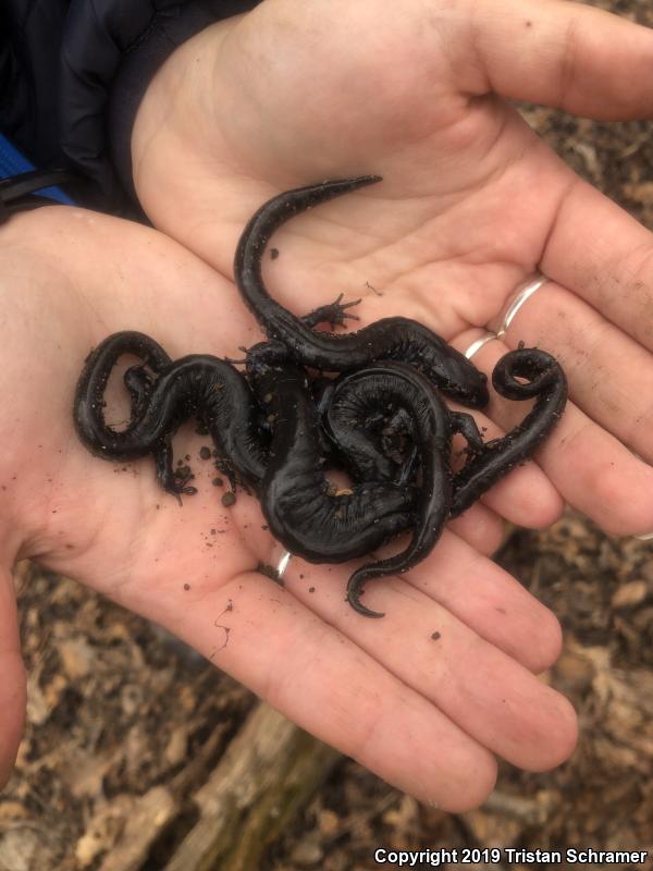 Blue-spotted Salamander (Ambystoma laterale)