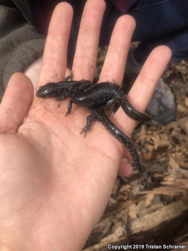 Blue-spotted Salamander (Ambystoma laterale)