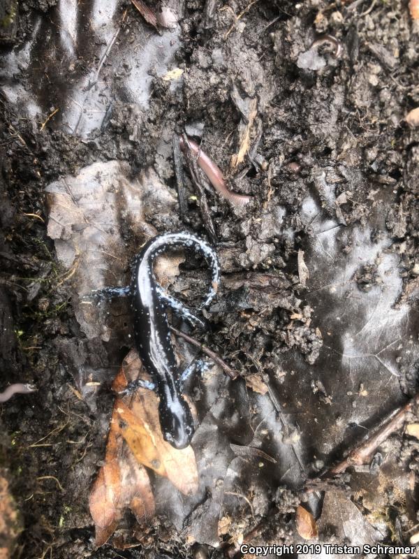 Blue-spotted Salamander (Ambystoma laterale)