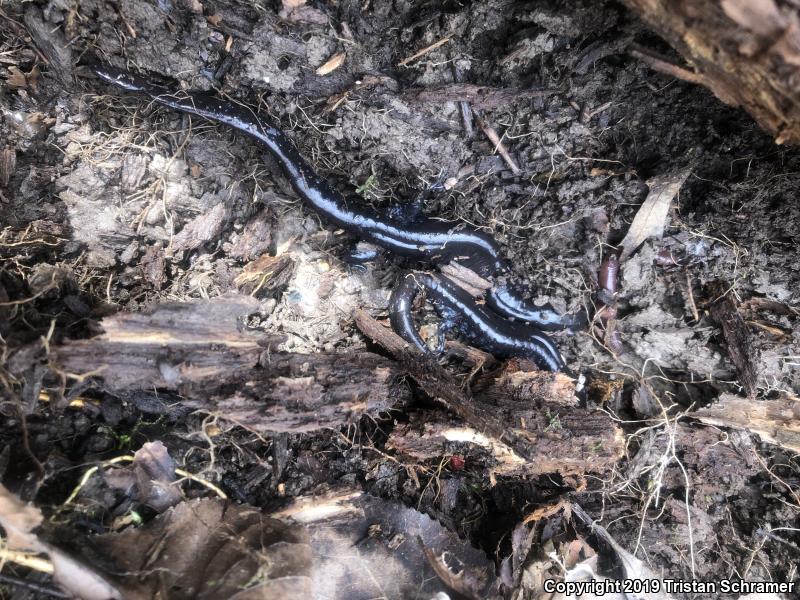 Blue-spotted Salamander (Ambystoma laterale)