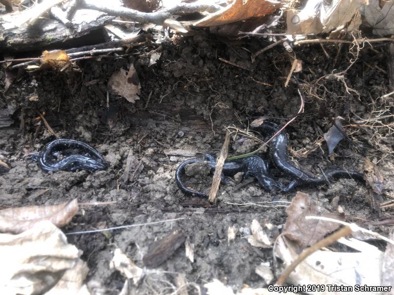 Blue-spotted Salamander (Ambystoma laterale)