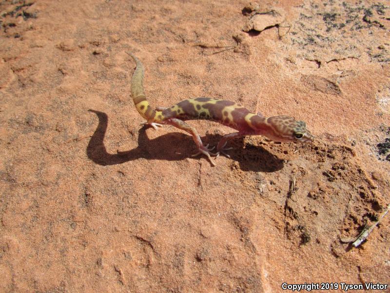 Utah Banded Gecko (Coleonyx variegatus utahensis)