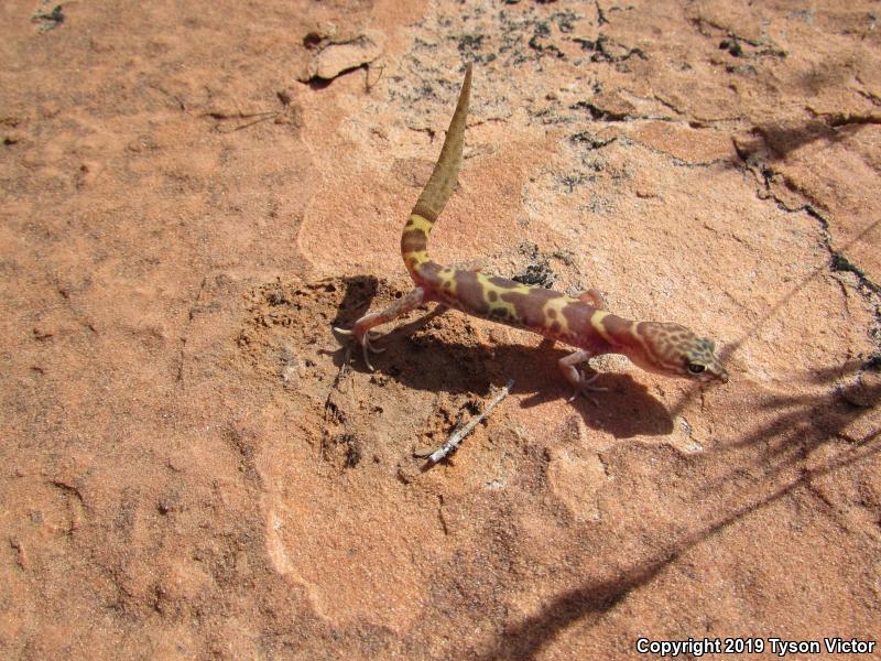 Utah Banded Gecko (Coleonyx variegatus utahensis)