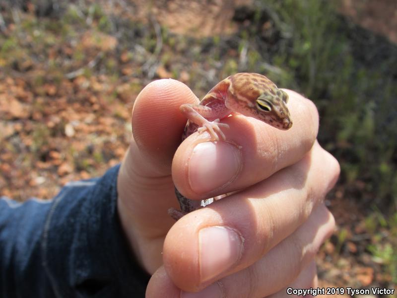 Utah Banded Gecko (Coleonyx variegatus utahensis)