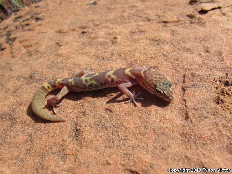 Utah Banded Gecko (Coleonyx variegatus utahensis)