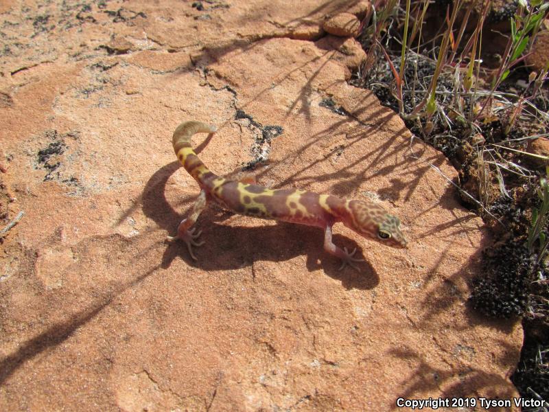 Utah Banded Gecko (Coleonyx variegatus utahensis)