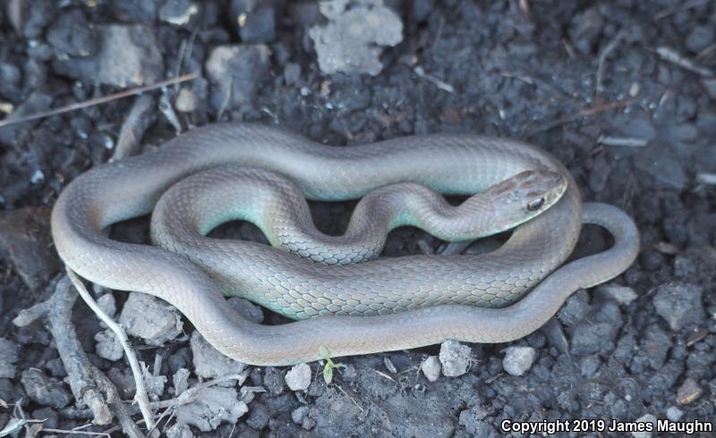 Western Yellow-bellied Racer (Coluber constrictor mormon)