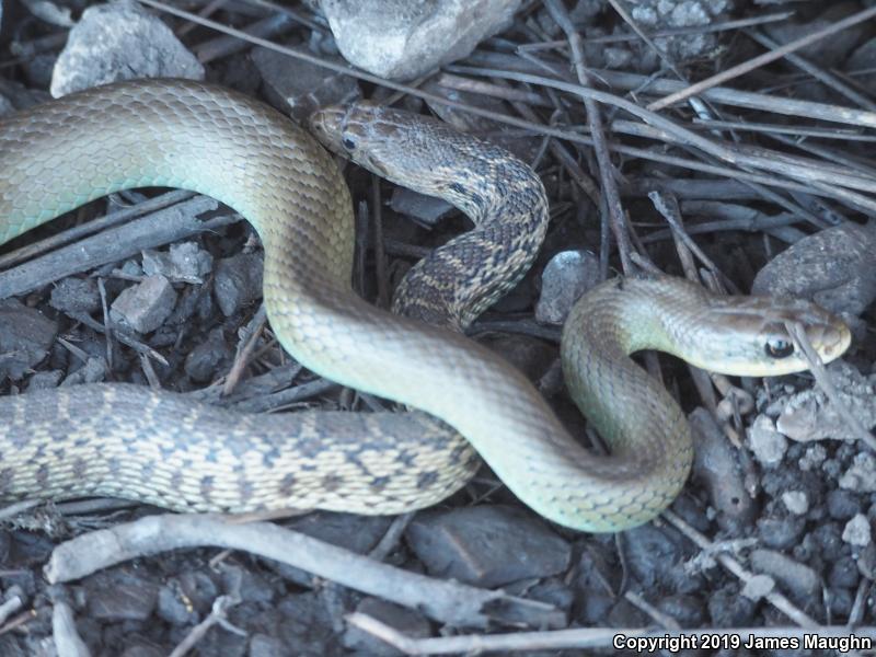 Western Yellow-bellied Racer (Coluber constrictor mormon)