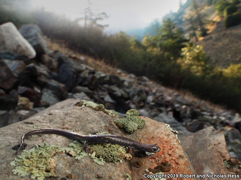 San Gabriel Mountains Slender Salamander (Batrachoseps gabrieli)