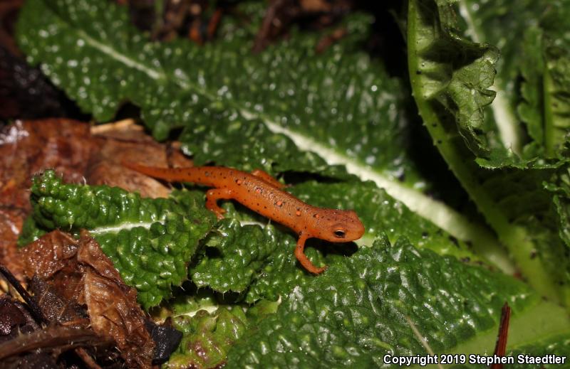 Red-Spotted Newt (Notophthalmus viridescens viridescens)