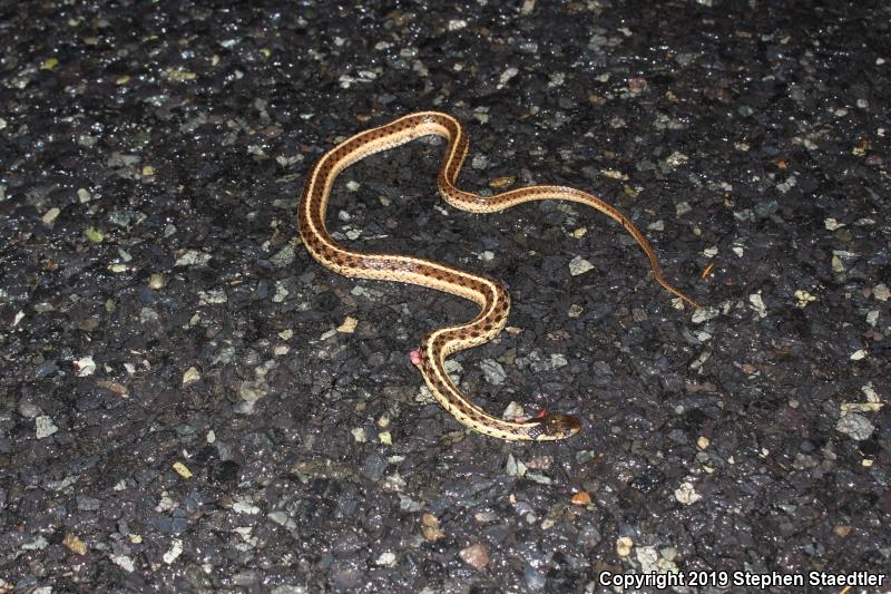 Eastern Gartersnake (Thamnophis sirtalis sirtalis)