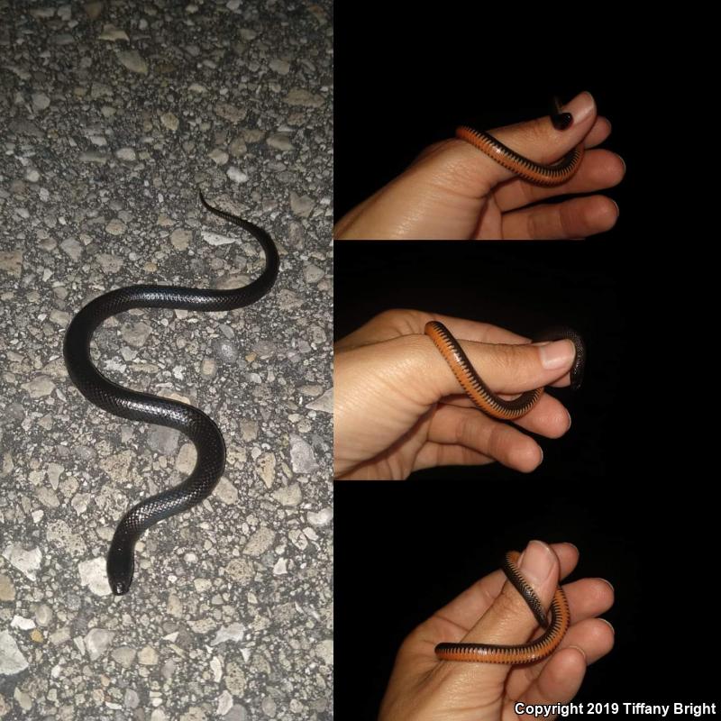 Black Swampsnake (Seminatrix pygaea)