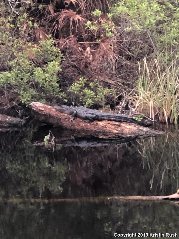 American Alligator (Alligator mississippiensis)