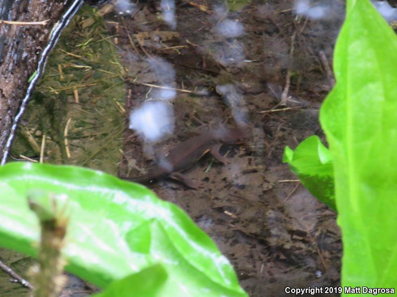 Rough-skinned Newt (Taricha granulosa)