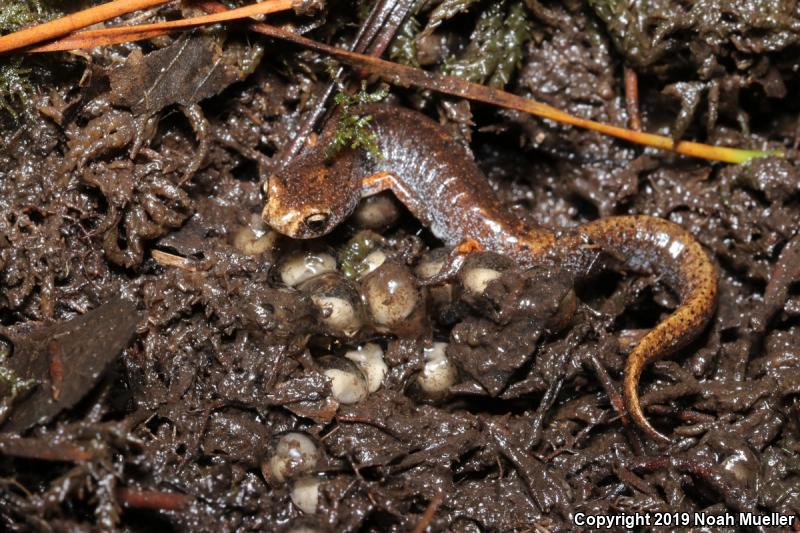 Four-toed Salamander (Hemidactylium scutatum)