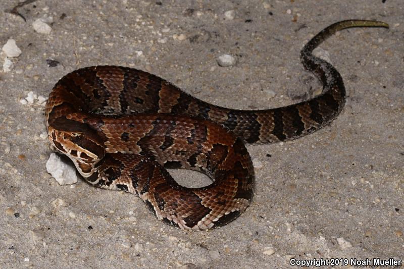 Florida Cottonmouth (Agkistrodon piscivorus conanti)