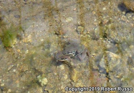 Upland Chorus Frog (Pseudacris feriarum)