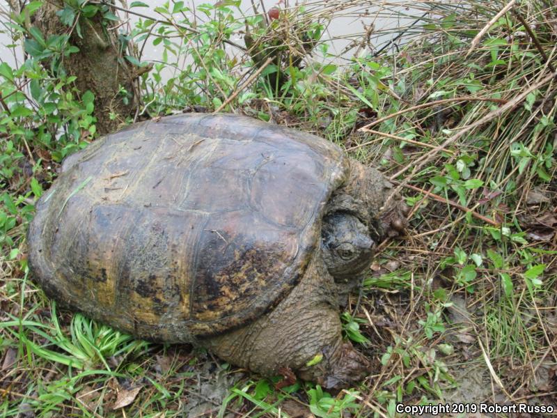 Snapping Turtle (Chelydra serpentina)