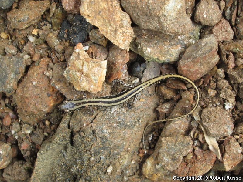 Three-lined Salamander (Eurycea guttolineata)