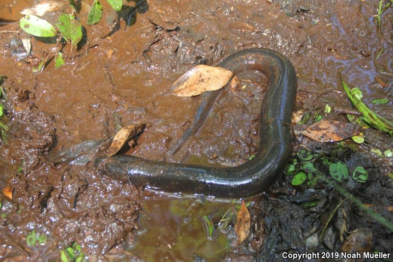 Two-toed Amphiuma (Amphiuma means)