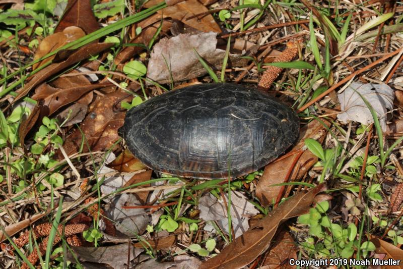 Eastern Musk Turtle (Sternotherus odoratus)